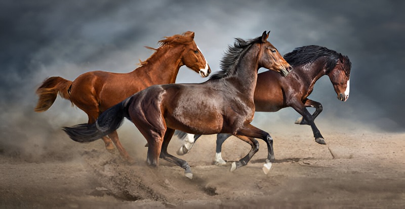 Running Horses by Dr. Aditya Shastri, the Best Vastu Specialist in Mumbai, India.