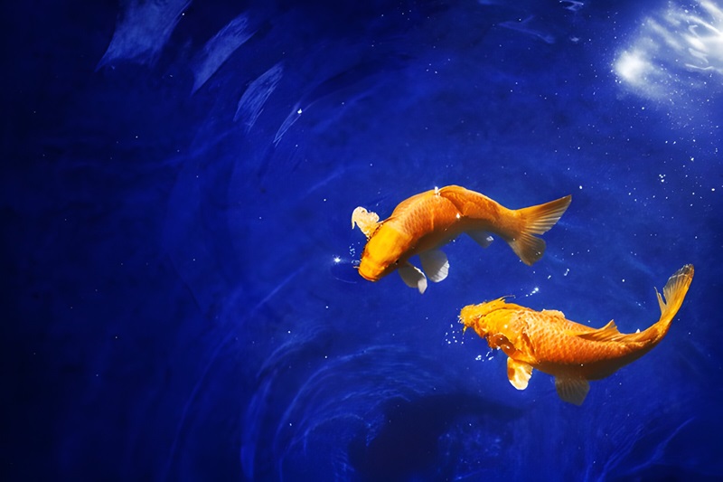 Pisces and Numerology – Enhancing Your Horoscope By Dr. Aditya Shastri.